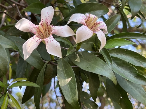 Rothmannia fischeri