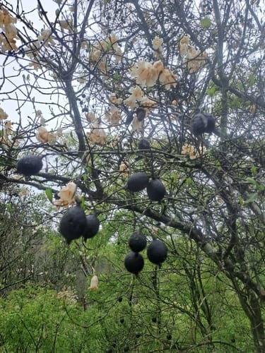Rothmannia globosa (September bells) — photo