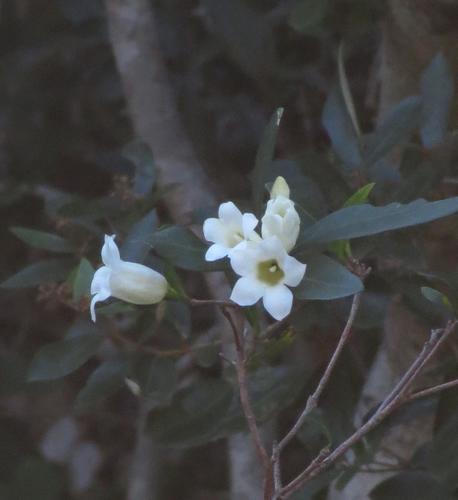 Rothmannia globosa