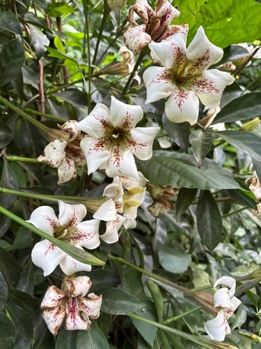 Rothmannia longiflora (Purple trumpet) — photo
