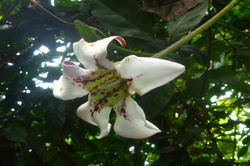 Rothmannia longiflora