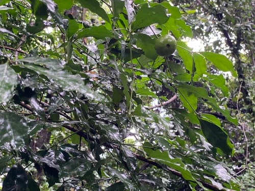 Rothmannia manganjae (Scented bells) — photo