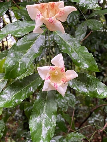 Rothmannia manganjae (Scented bells) — photo