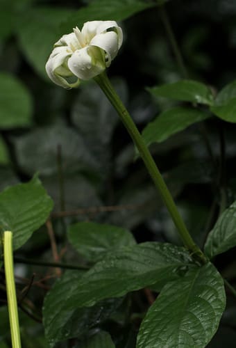 Rothmannia octomera (Uri) — photo