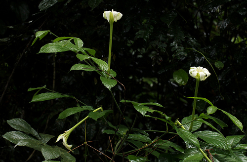 Rothmannia octomera
