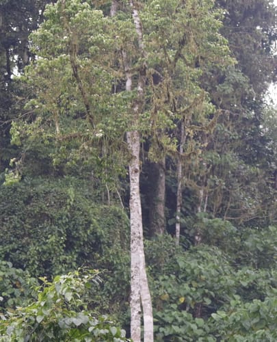 Rothmannia urcelliformis (Forest rothmannia) — photo