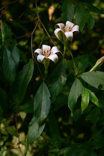 Rothmannia urcelliformis