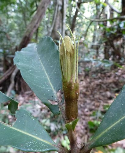 Rothmannia whitfieldii (Rothmannia tree) — photo