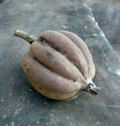 Rothmannia whitfieldii (Rothmannia tree) — photo