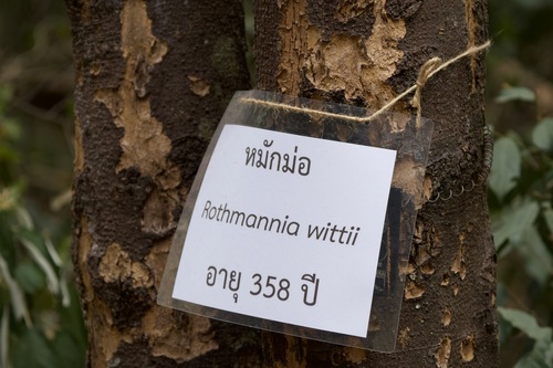 Rothmannia wittii (Witt's bell gardenia) — photo