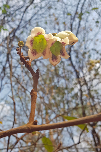 Rothmannia wittii (Witt's bell gardenia) — photo