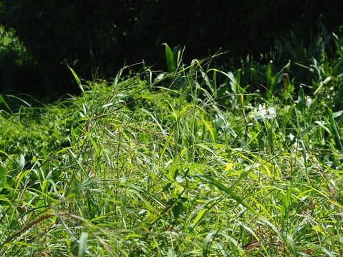 Rottboellia cochinchinensis (Guinea fowl grass) — photo