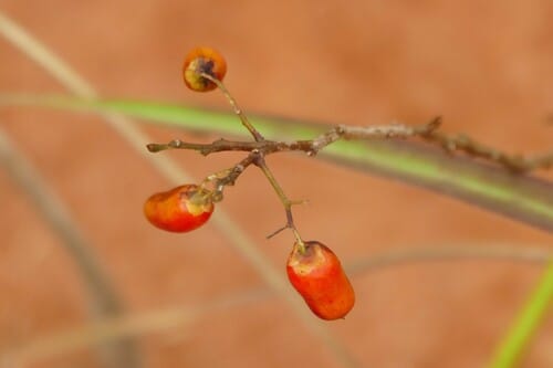 Rourea coccinea — photo