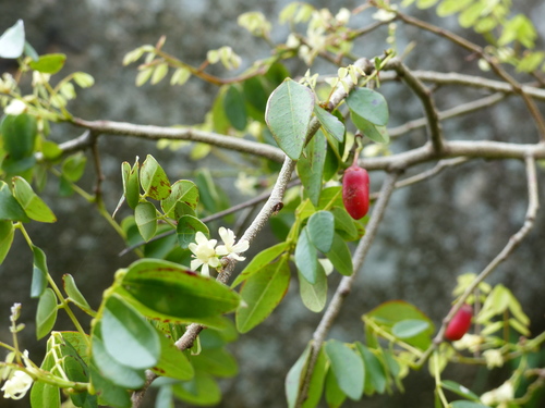 Rourea coccinea