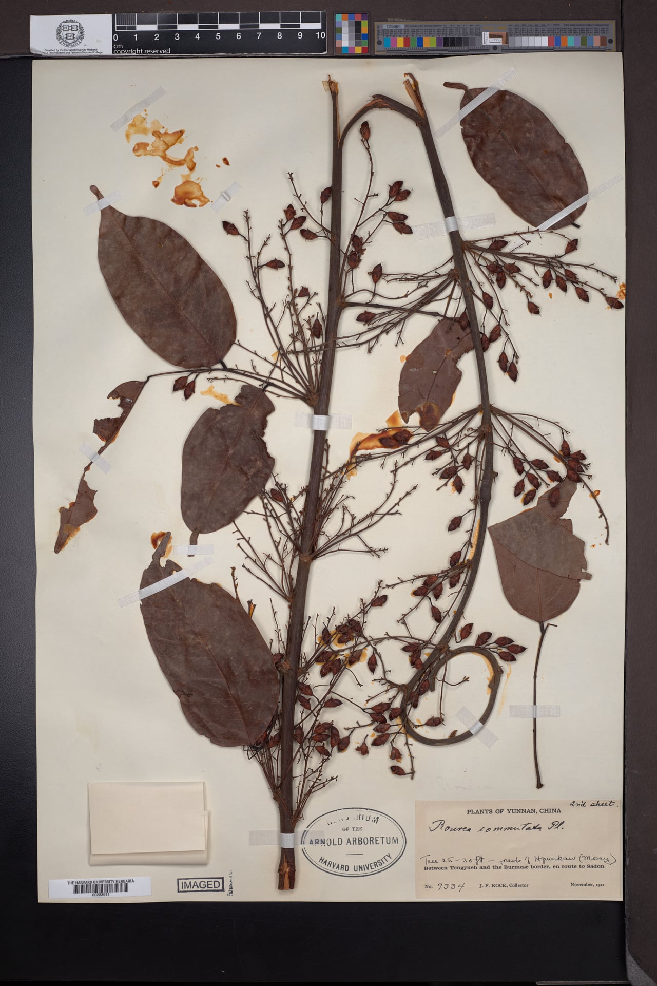 Rourea commutata — photo