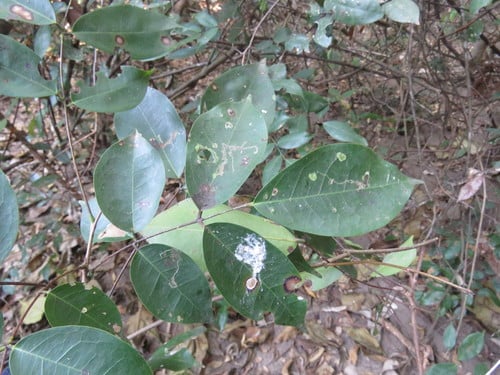 Rourea glabra (Glabrous rourea) — photo