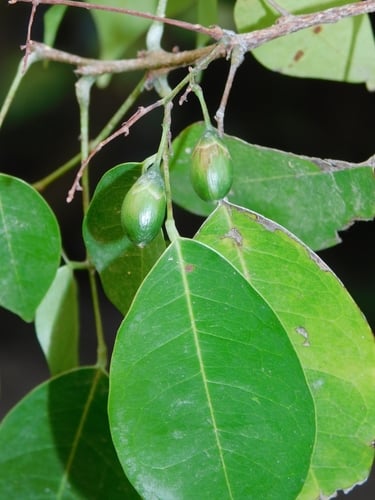 Rourea glabra (Glabrous rourea) — photo