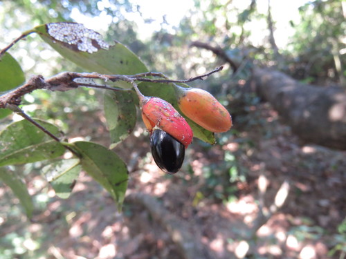 Rourea glabra