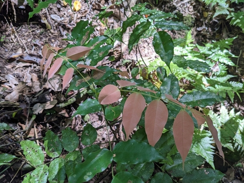 Rourea minor (Hongjiten) — photo