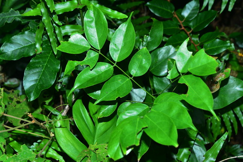 Rourea minor (Hongjiten) — photo