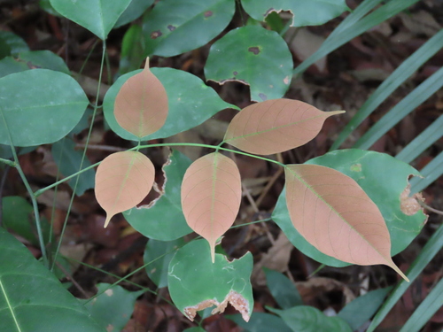 Rourea minor