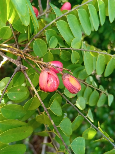 Rourea orientalis