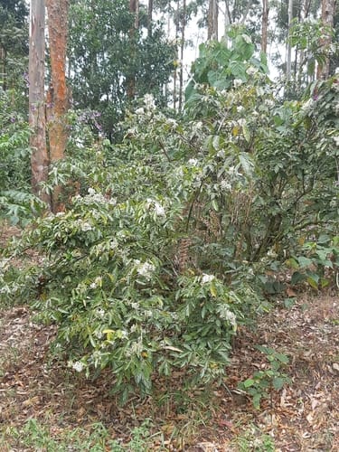 Rourea thomsonii — photo
