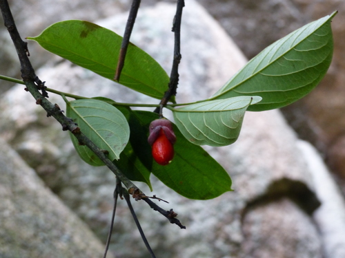 Rourea thomsonii