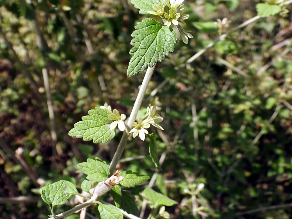 Roylea cinerea