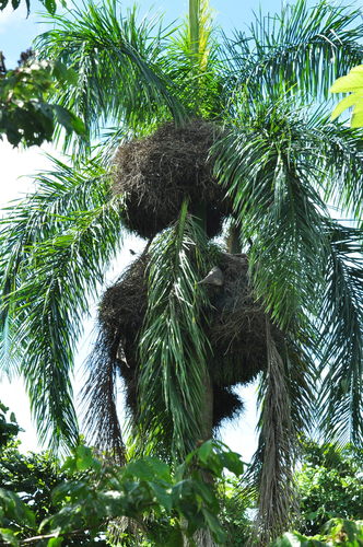 Roystonea borinquena (Puerto Rican royal palm) — photo