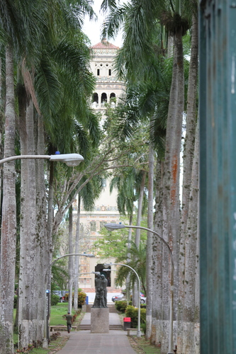 Roystonea borinquena (Puerto Rican royal palm) — photo