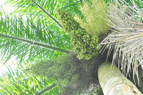Roystonea borinquena