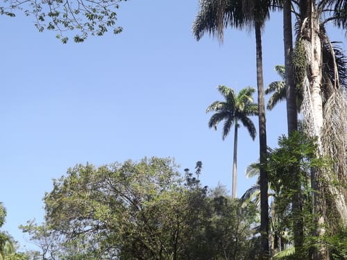 Roystonea oleracea (Caribbean Royal Palm) — photo