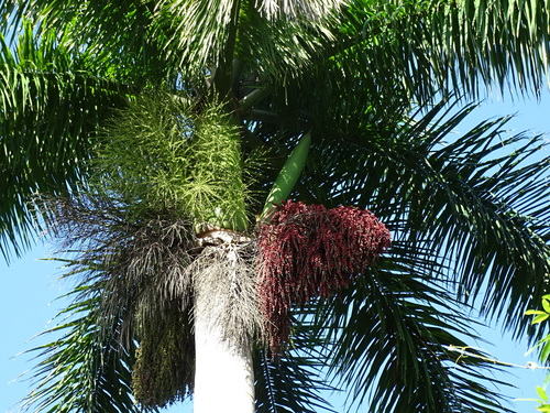 Roystonea regia (Cuban royal palm) — photo