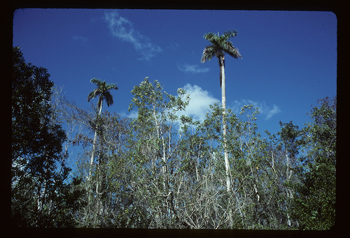Roystonea regia (Cuban royal palm) — photo