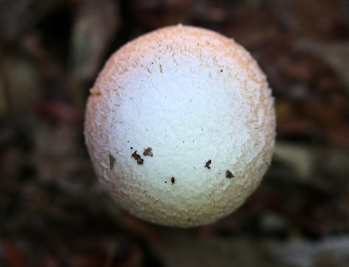 Rozites caperatus (Gypsy mushroom) — photo