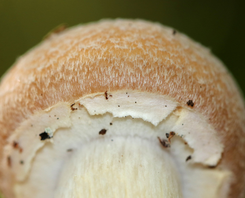 Rozites caperatus (Gypsy mushroom) — photo