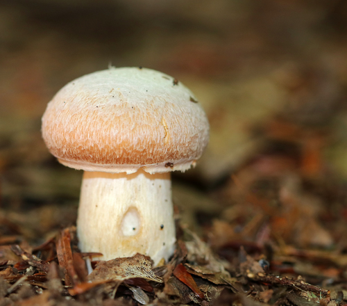Rozites caperatus