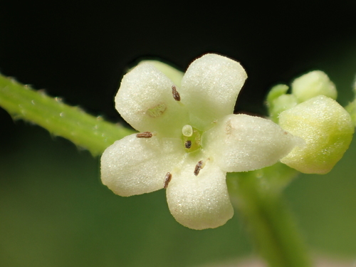 Rubia argyi