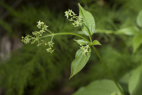 Rubia chinensis