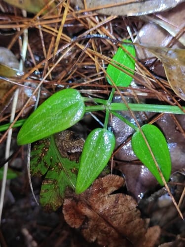 Rubia cordifolia (Indian Madder) — photo