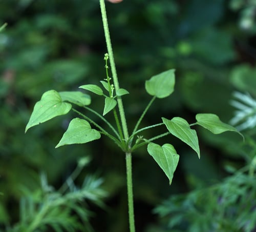 Rubia cordifolia
