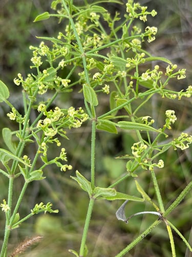 Rubia discolor — photo