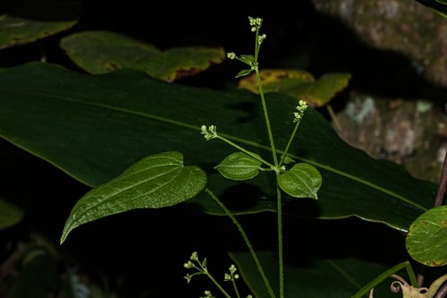 Rubia discolor — photo