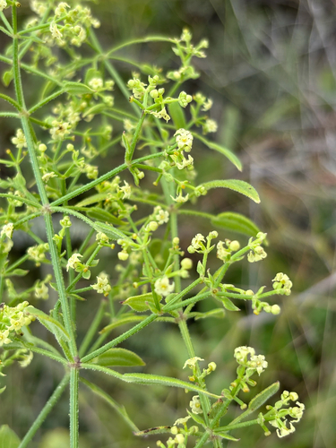 Rubia discolor