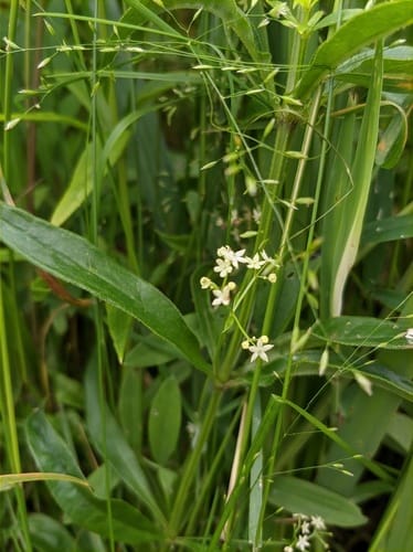 Rubia jesoensis (Four-leaf madder) — photo