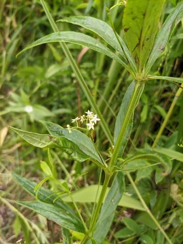 Rubia jesoensis (Four-leaf madder) — photo