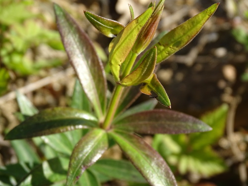 Rubia peregrina (Wild madder) — photo