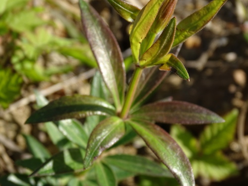 Rubia peregrina (Wild madder) — photo
