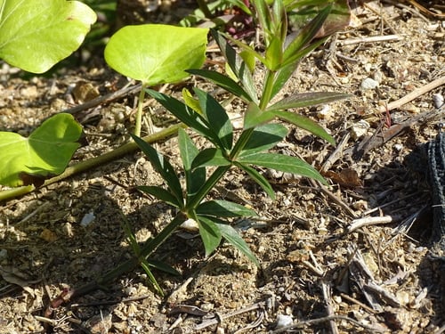 Rubia peregrina